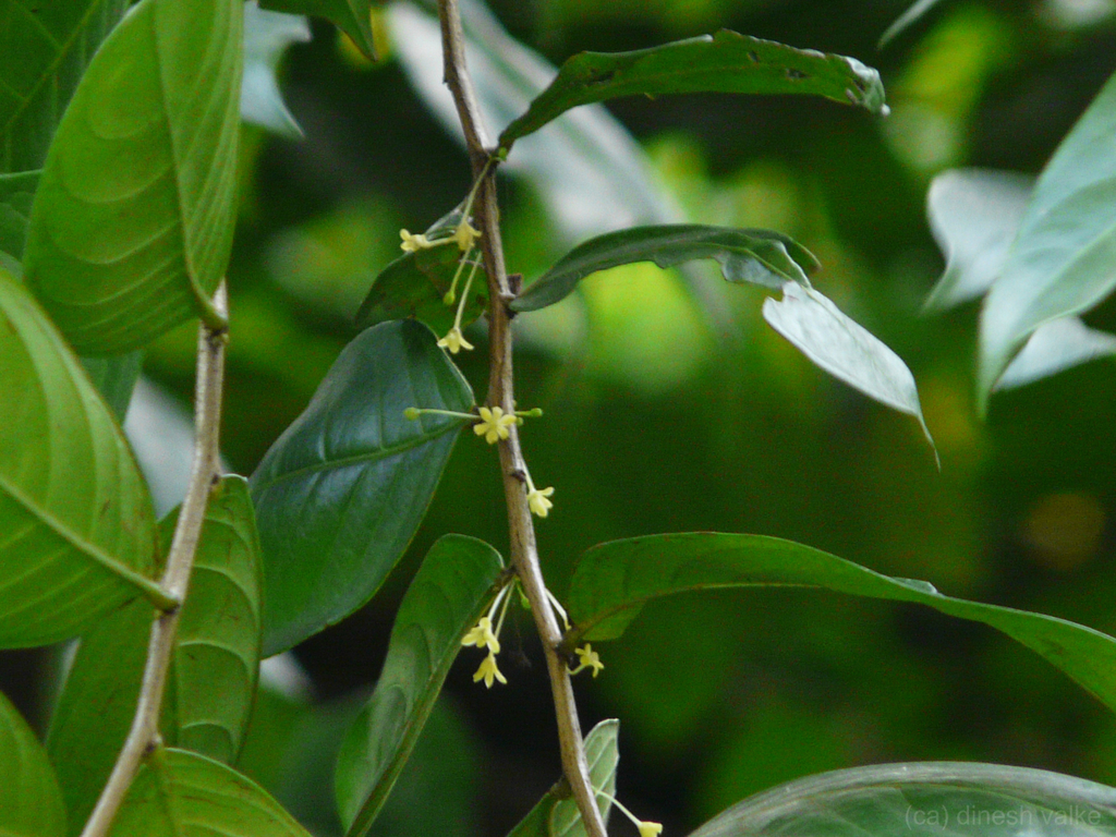 Glochidion ellipticum (Glochidion ellipticum)