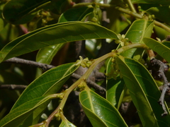 Glochidion ellipticum (Glochidion ellipticum)