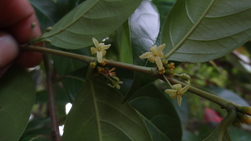 Glochidion ellipticum (Glochidion ellipticum)