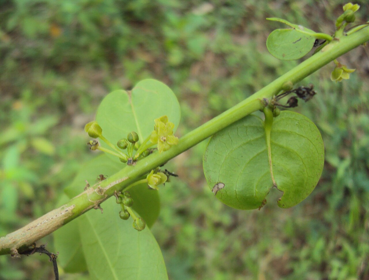 Glochidion ellipticum: Glochidion ellipticum