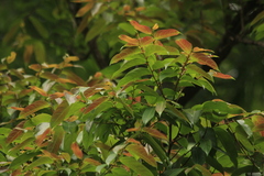 Glochidion ellipticum (Glochidion ellipticum)