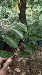 Glochidion ellipticum (Glochidion ellipticum)