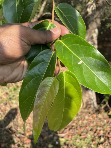 Glochidion ellipticum (Glochidion ellipticum)