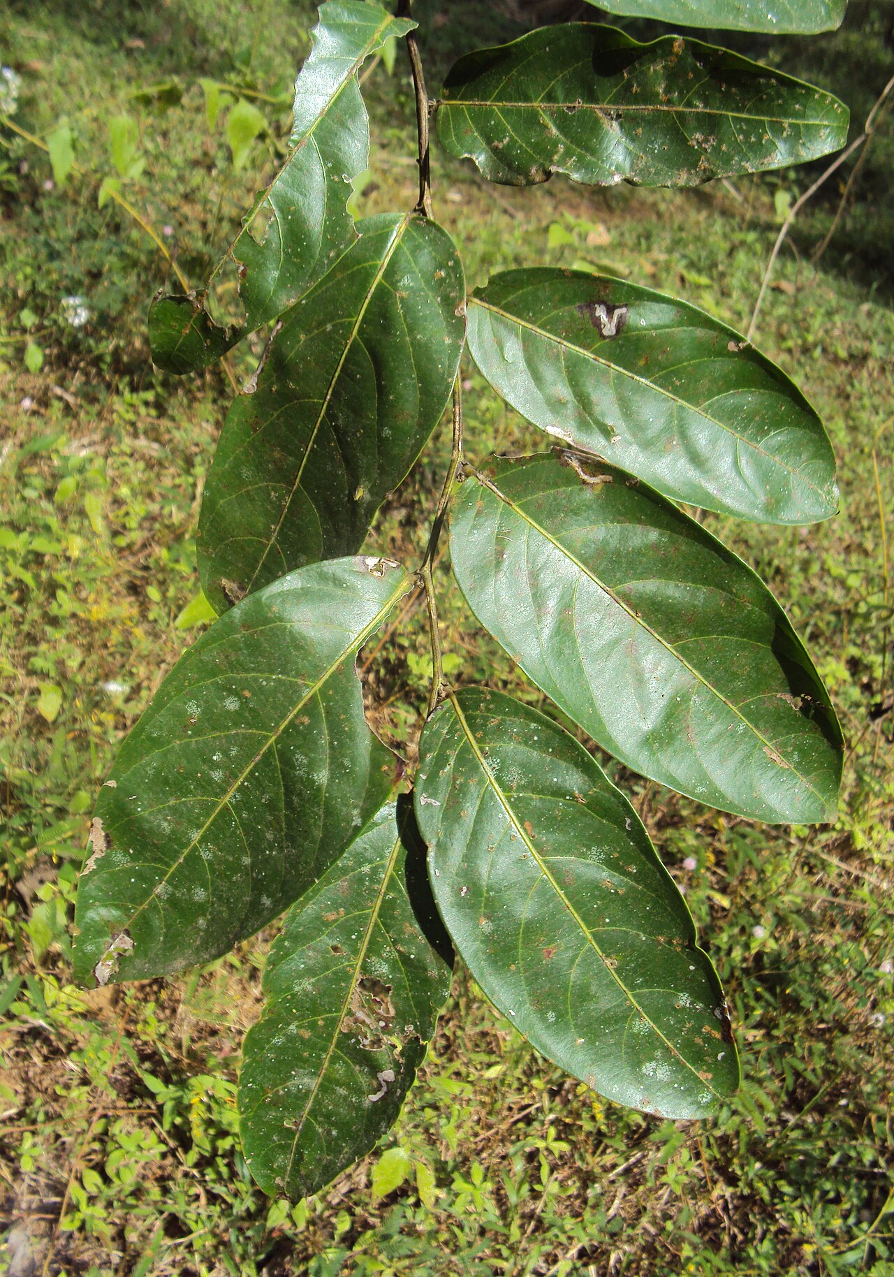 Glochidion ellipticum: Glochidion ellipticum