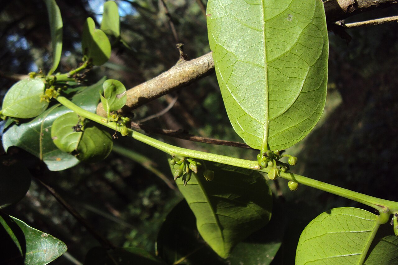 Glochidion ellipticum: Glochidion ellipticum