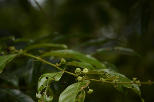 Glochidion ellipticum (Glochidion ellipticum)