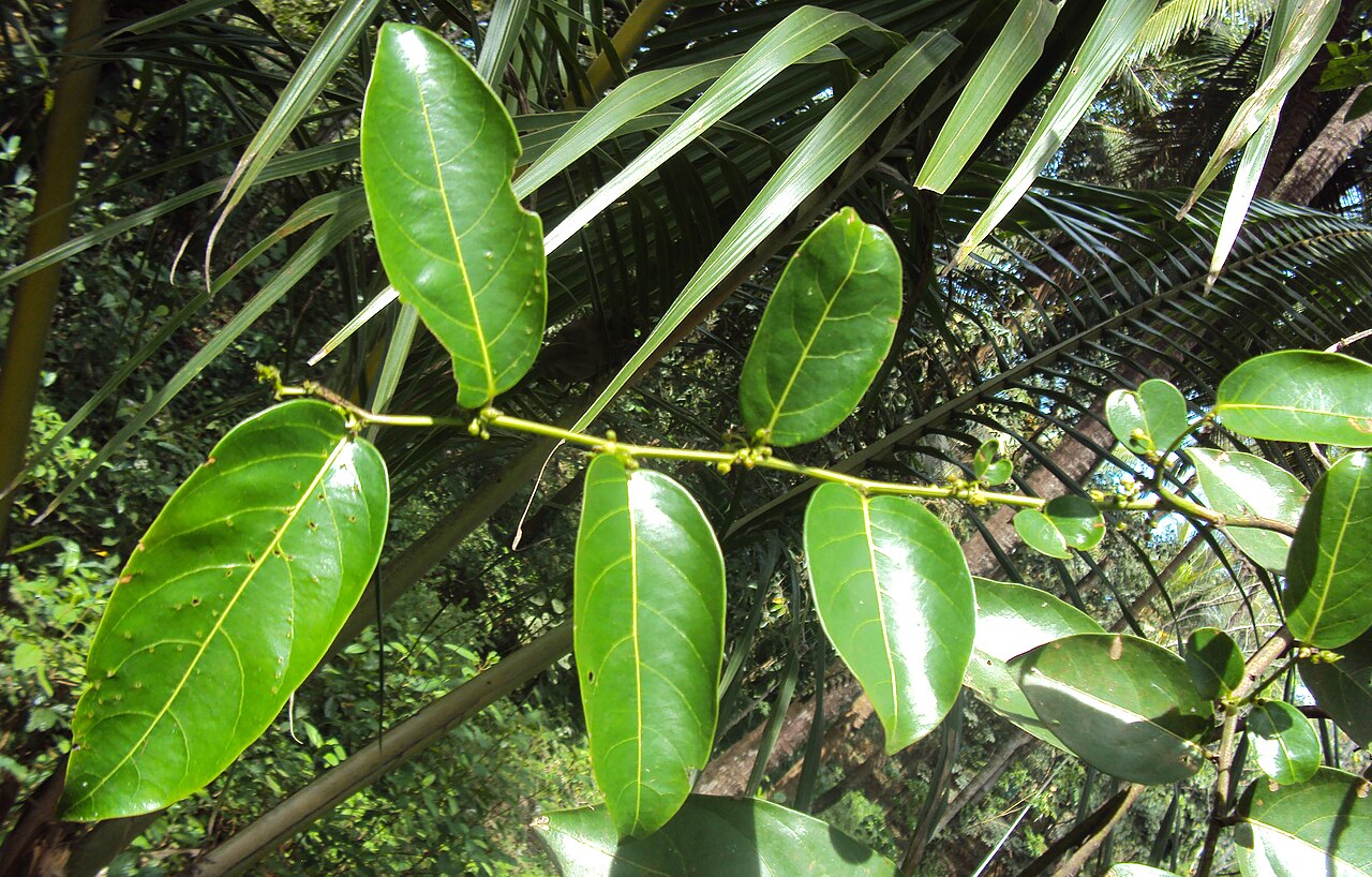Glochidion ellipticum: Glochidion ellipticum
