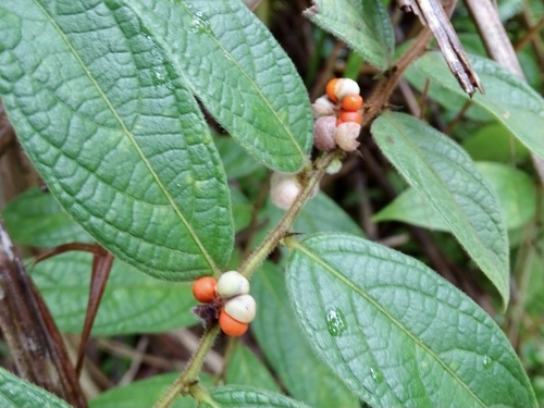 Glochidion eriocarpum (Glochidion eriocarpum)