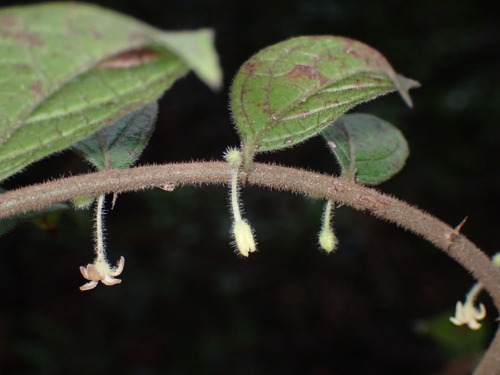 Glochidion eriocarpum (Glochidion eriocarpum)