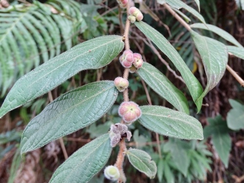 Glochidion eriocarpum (Glochidion eriocarpum)