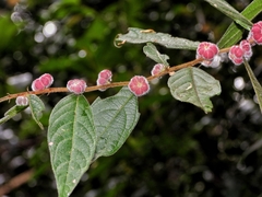 Glochidion eriocarpum (Glochidion eriocarpum)