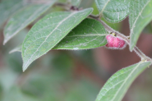 Glochidion eriocarpum (Glochidion eriocarpum)