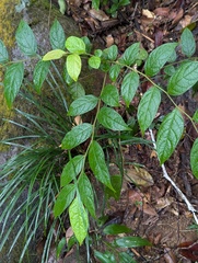 Glochidion eriocarpum (Glochidion eriocarpum)