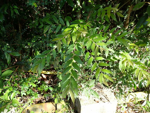 Glochidion eriocarpum (Glochidion eriocarpum)