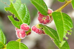 Glochidion eriocarpum (Glochidion eriocarpum)