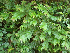Glochidion eriocarpum (Glochidion eriocarpum)