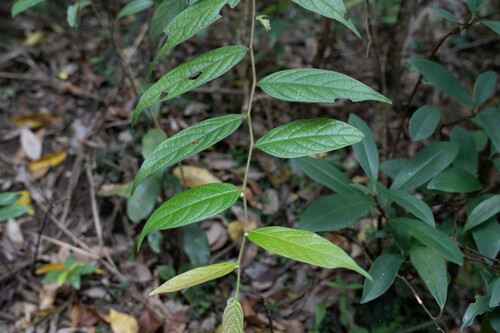Glochidion eriocarpum (Glochidion eriocarpum)
