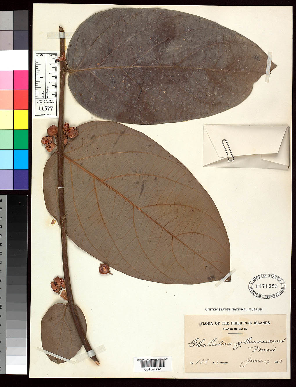 Glochidion glaucescens: Glochidion glaucescens, IT, US109882