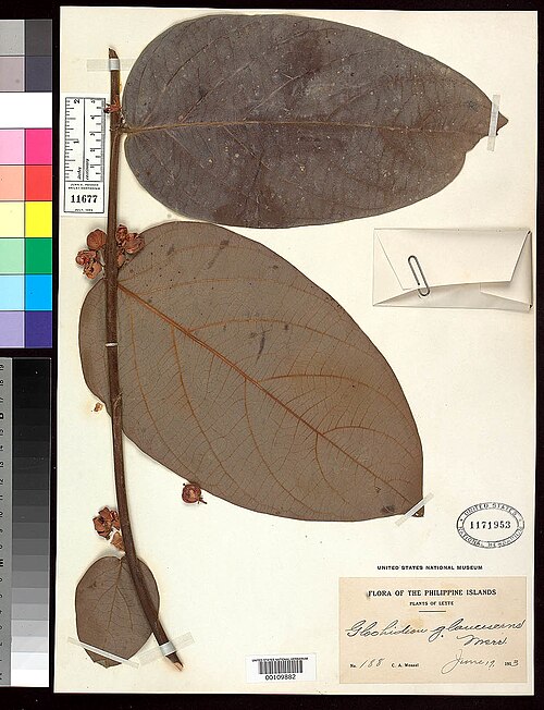Glochidion glaucescens: Glochidion glaucescens, IT, US109882
