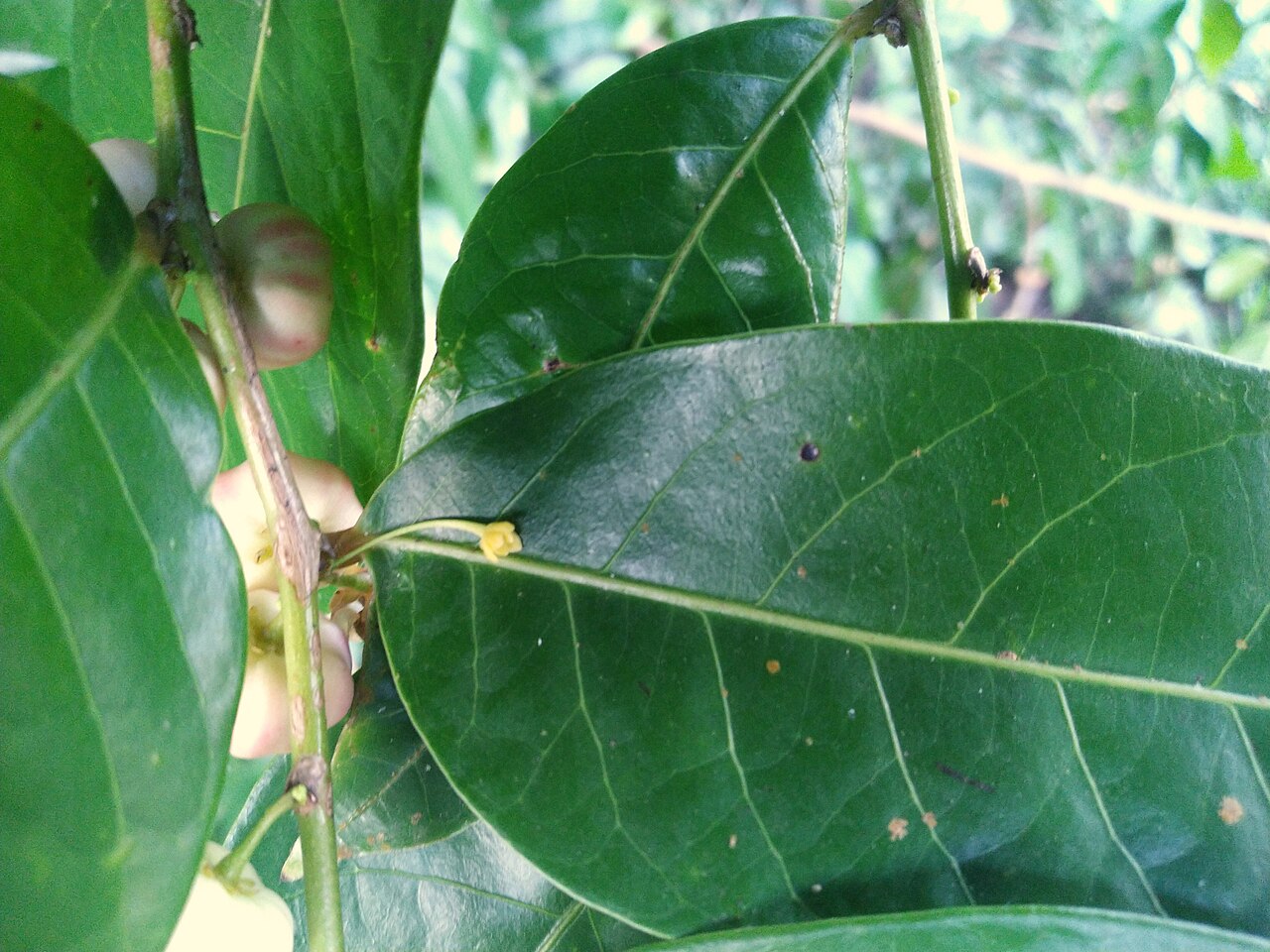 Buttonwood: Glochidion harveyanum flowering and fruiting in Cairns , Queensland, March 2022