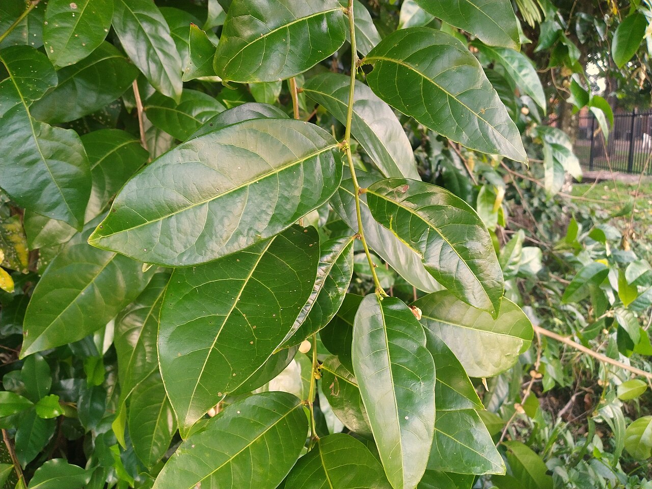 Buttonwood: Glochidion harveyanum flowering and fruiting in Cairns , Queensland, March 2022
