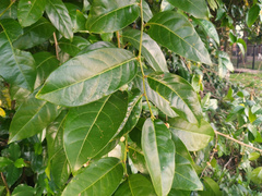 Buttonwood (Glochidion harveyanum)