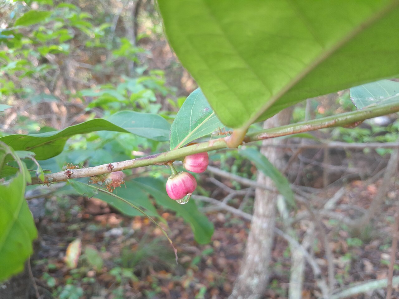 Buttonwood: Glochidion harveyanum fruiting in Cairns , Queensland, October 2022