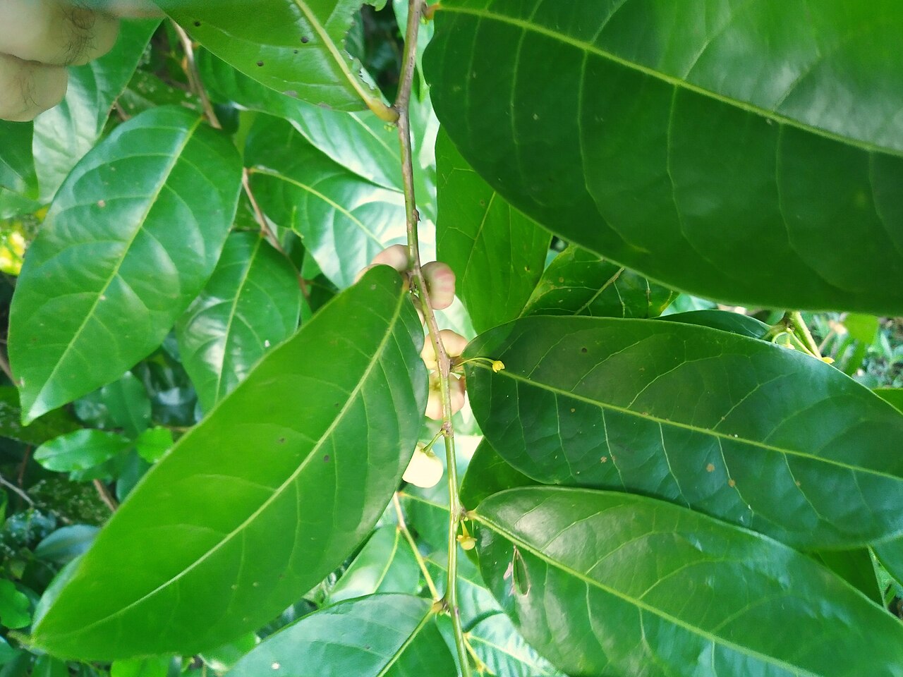 Buttonwood: Glochidion harveyanum flowering and fruiting in Cairns , Queensland, March 2022