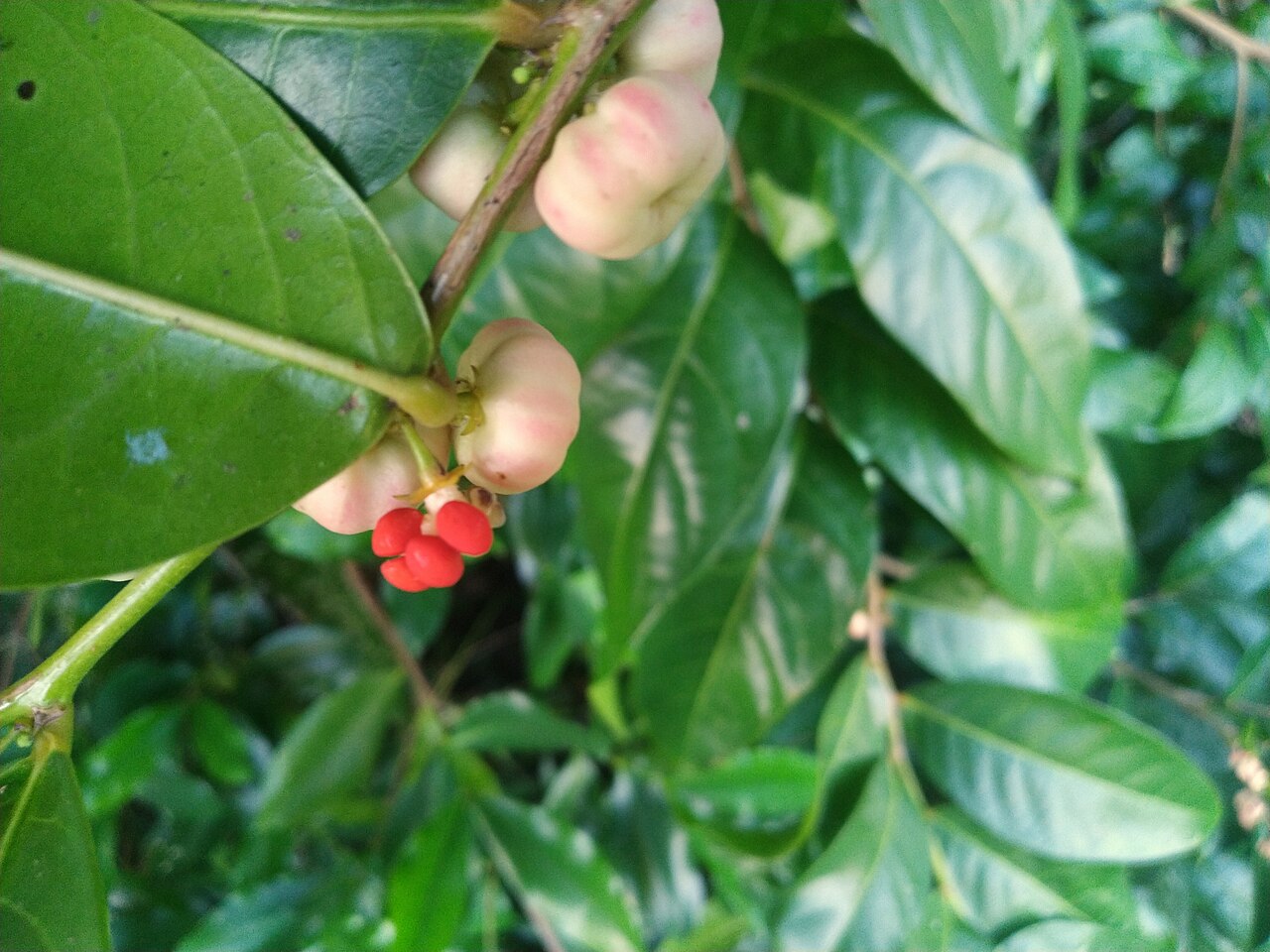 Buttonwood: Glochidion harveyanum flowering and fruiting in Cairns , Queensland, March 2022