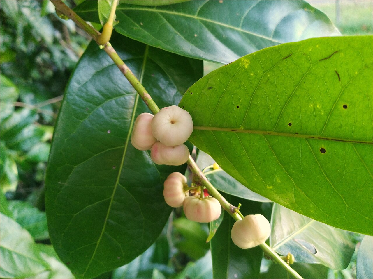 Buttonwood: Glochidion harveyanum flowering and fruiting in Cairns , Queensland, March 2022