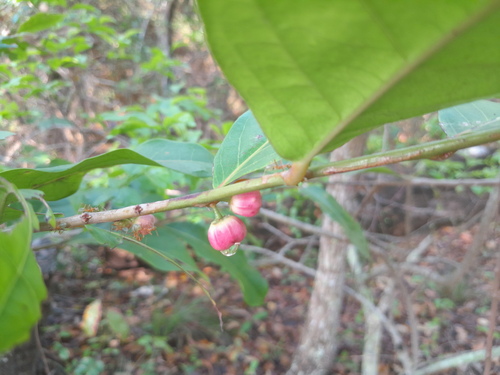 Buttonwood (Glochidion harveyanum)