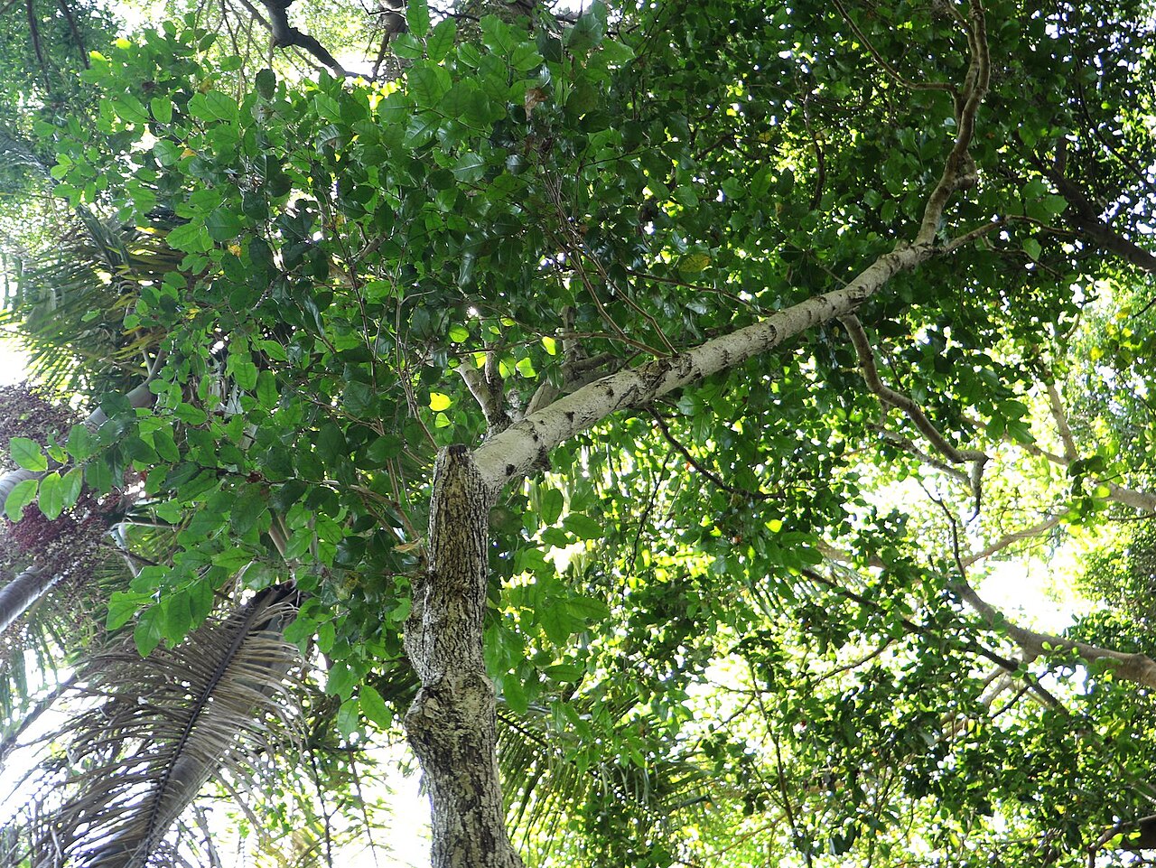 Buttonwood: Glochidion harveyanum. Royal Botanic Garden Sydney, Australia