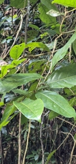 Buttonwood (Glochidion harveyanum)