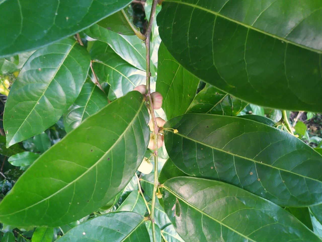 Buttonwood: Glochidion harveyanum flowering and fruiting in Cairns , Queensland, March 2022