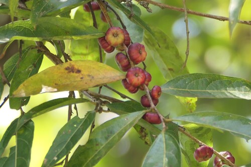 Glochidion hohenackeri (Glochidion hohenackeri)
