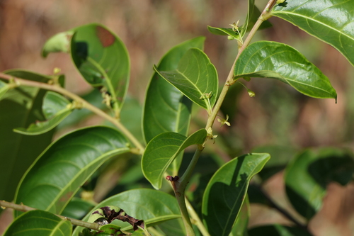 Glochidion hohenackeri (Glochidion hohenackeri)