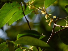 Glochidion hohenackeri (Glochidion hohenackeri)