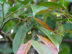 Glochidion hohenackeri (Glochidion hohenackeri)