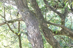 Glochidion hohenackeri (Glochidion hohenackeri)