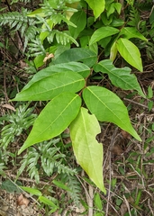 Glochidion lanceolatum (Glochidion lanceolatum)