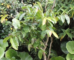 Glochidion lanceolatum (Glochidion lanceolatum)