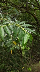 Glochidion lanceolatum (Glochidion lanceolatum)