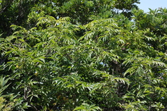 Glochidion lanceolatum (Glochidion lanceolatum)