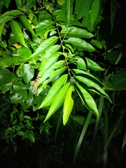 Glochidion lanceolatum (Glochidion lanceolatum)