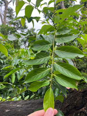 Glochidion lanceolatum (Glochidion lanceolatum)