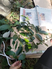 Glochidion lanceolatum (Glochidion lanceolatum)