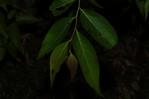 Glochidion lanceolatum (Glochidion lanceolatum)