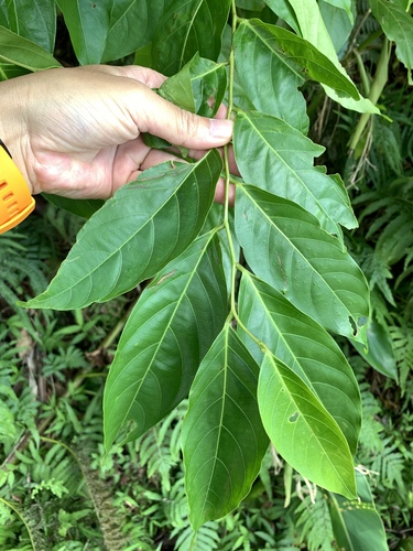 Glochidion lanceolatum (Glochidion lanceolatum)