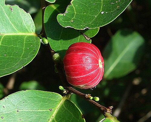 Monkey apple: Found on coasts from India to Indonesia. Photo from near Kota Kinabalu, Borneo. Known as Jambu Kerah and said to be edible with caution.