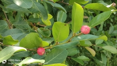 Monkey apple (Glochidion littorale)